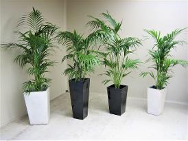 GOLDEN CANE IN WEDGES